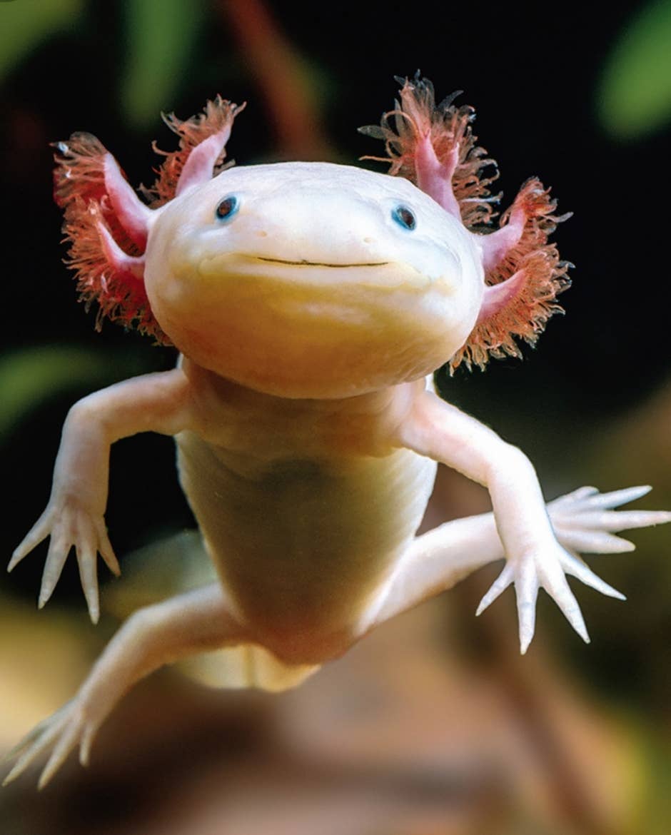 Axolotl Thanks Greeting Card